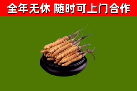 四平市回收冬虫夏草