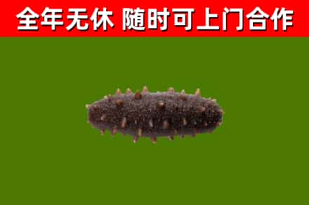 四平市回收海参干